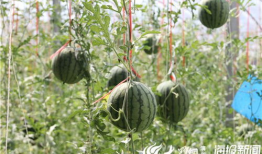 临海爆料吃瓜事件视频,吃瓜事件视频引发网友热议